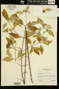 Pycnanthemum albescens image