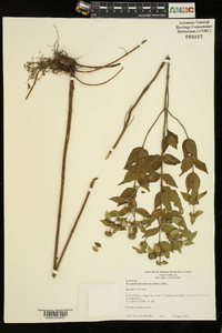 Pycnanthemum muticum image