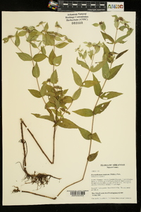 Pycnanthemum muticum image