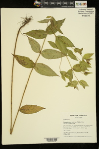 Pycnanthemum muticum image