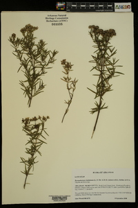 Pycnanthemum virginianum image