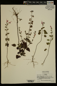 Salvia coccinea image