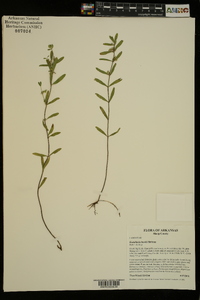 Scutellaria bushii image