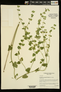 Scutellaria cardiophylla image