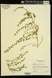 Scutellaria cardiophylla image