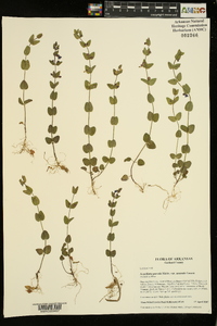 Scutellaria parvula var. australis image