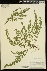 Scutellaria parvula image