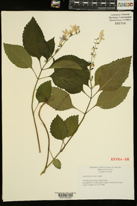 Scutellaria serrata image