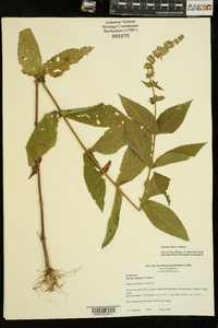 Stachys iltisii image