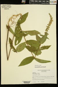 Stachys iltisii image