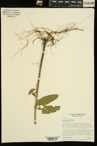 Stachys iltisii image