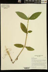 Stachys iltisii image