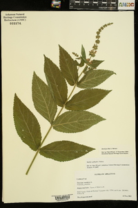 Stachys iltisii image