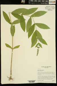 Stachys iltisii image