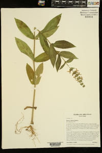 Stachys iltisii image