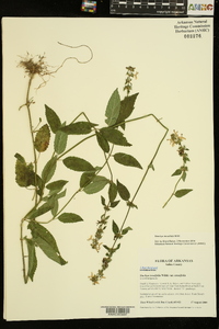 Stachys tenuifolia image