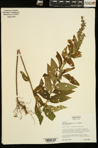 Teucrium canadense var. canadense image