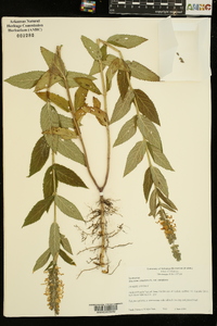 Teucrium canadense var. canadense image