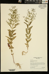 Trichostema dichotomum image