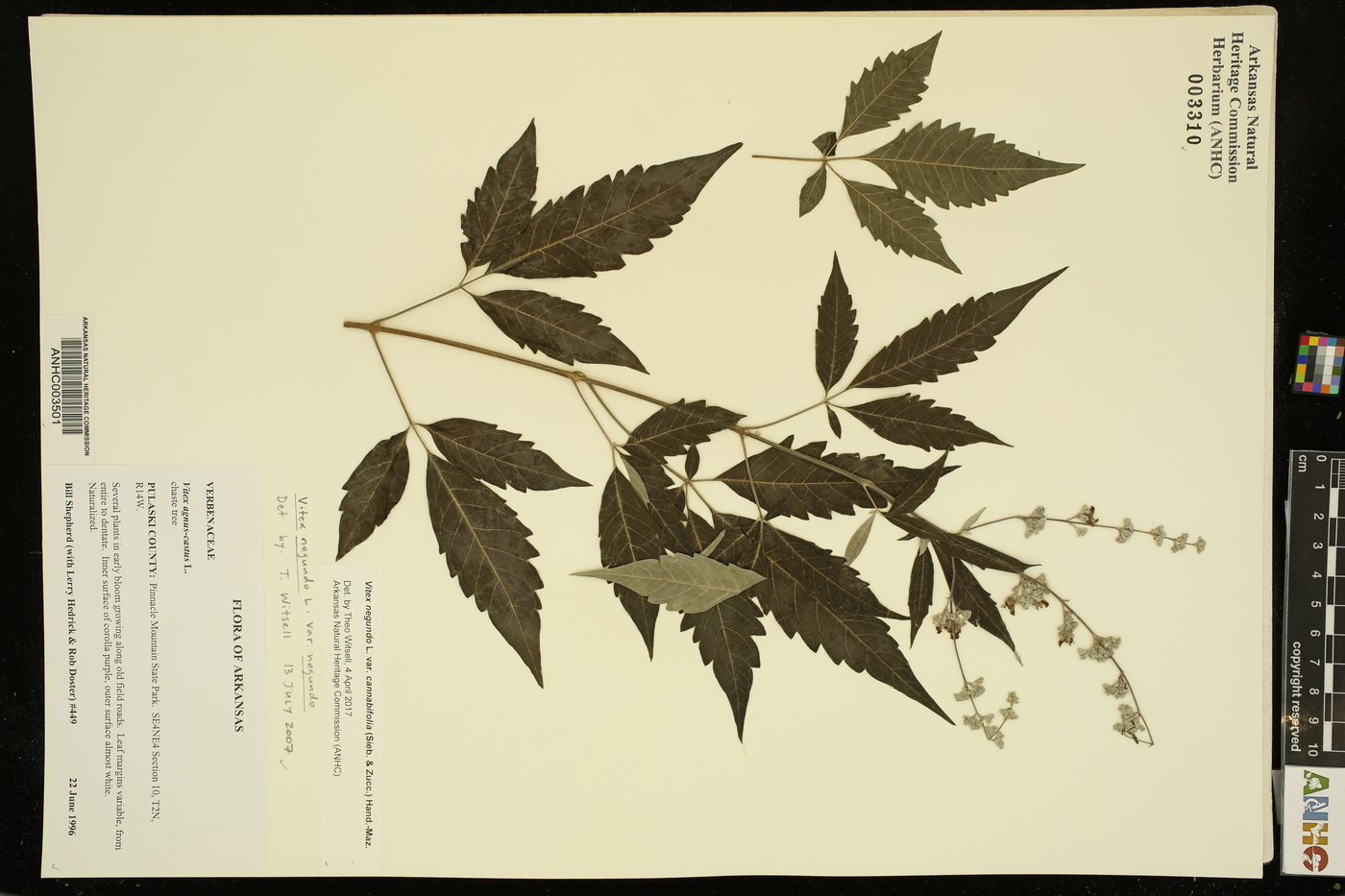 Vitex negundo var. cannabifolia image