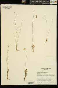 Utricularia striata image