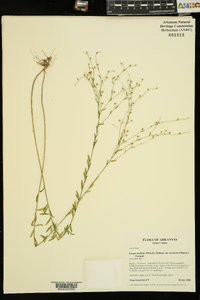 Linum medium var. texanum image