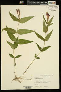 Spigelia marilandica image