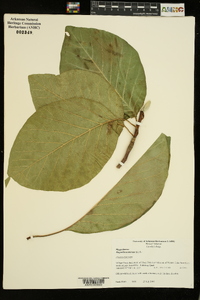 Magnolia acuminata image