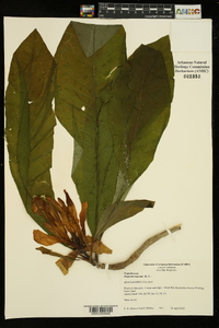 Magnolia tripetala image