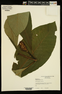 Magnolia tripetala image