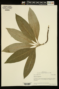 Magnolia virginiana image