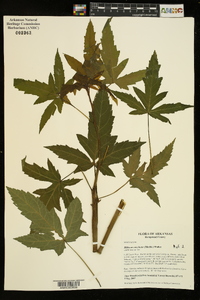 Hibiscus coccineus image