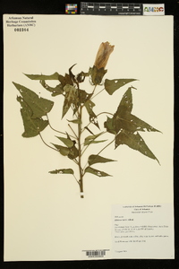 Hibiscus laevis image