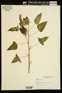 Hibiscus laevis image