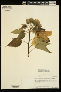 Hibiscus lasiocarpos image