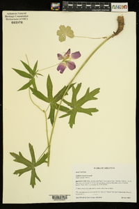 Callirhoe bushii image