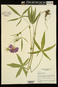 Callirhoe bushii image