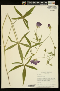 Callirhoe bushii image