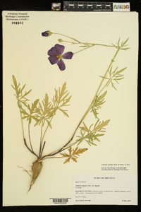 Callirhoe pedata image