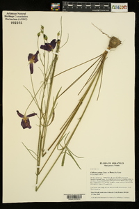 Callirhoe pedata image