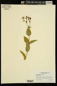 Rhexia virginica image