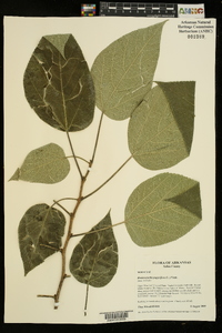 Broussonetia papyrifera image