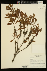 Myrica cerifera image