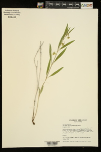 Mirabilis albida image