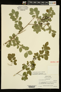 Forestiera pubescens var. pubescens image