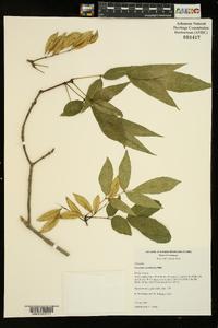 Fraxinus caroliniana image