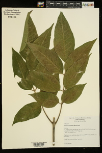 Fraxinus profunda image