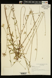 Oenothera demareei image