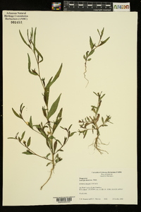 Ludwigia decurrens image