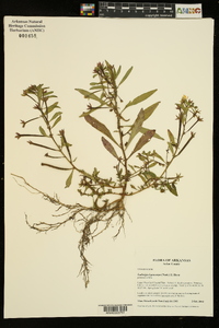 Ludwigia leptocarpa image